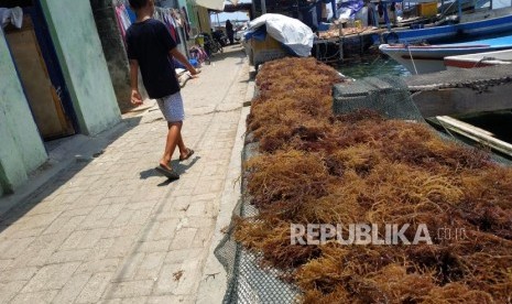 Warga melintasi rumput laut yang dijemur untuk dikeringkan. Rumput laut jadi komoditas yang paling banyak berkontribusi pada ekspor perikanan.