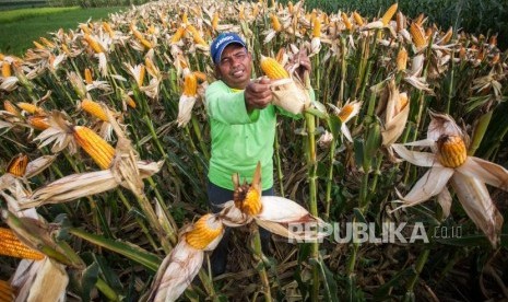 Petani memanen jagung di kawasan Margodadi, Seyegan, Sleman, DI Yogyakarta.