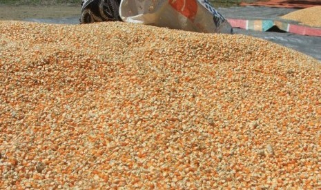 Seorang warga mengumpulkan jagung pakan ternak setelah proses penjemuran di Desa Pasi Timon, Teunom, Aceh Jaya, Aceh, Sabtu (17/2).