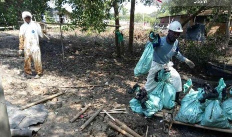 Tumpahan Minyak Ancam Ratusan Ribu Pohon Bakau di Bekasi