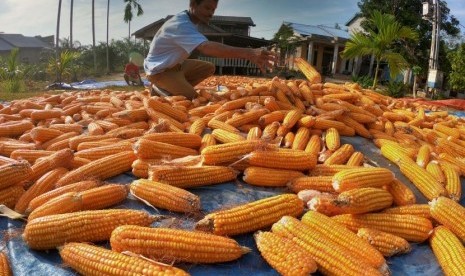 Petani menjemur jagung untuk pakan ternak di Simpang, Berbak, Tanjungjabung Timur, Jambi, Minggu (1/9/2019).