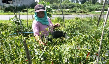 Petani memanen cabai merah di Ketep, Magelang, Jawa Tengah, Jumat (19/3). Naiknya harga cabai di pasaran menjadi berkah petani cabai pada musim panen kali ini. Untuk harga cabai merah di petani mencapai Rp 40 ribu perkilogram. Sedangkan pada musim panen tahun lalu per kilogram cabai merah hanya dihargai Rp 8 ribu.