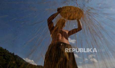 Petani memanen padi di Desa Cibunian, Kecamatan Pamijahan, Kabupaten Bogor, Jawa Barat, Senin (2/10/2023). Menurut mereka, pada musim kemarau ini jumlah gabah yang dipanen mengalami peningkatan dari semula hasil panen gabah berkisar 2 kuintal, kini mampu menghasilkan sebanyak 2,5 kuintal dengan kualitas gabah yang baik. Aktivitas pertanian khususnya pada jenis padi tetap bisa produktif pada musim kemarau karena mendapakan  jumlah sinar matahari yang cukup baik untuk proses fotosintesis dan pengeringan yang maksimal, serta jumlah hama yang minim, selain itu harus didukung dengan perawatan yang maksimal dan variates benih padi yang berkualitas.