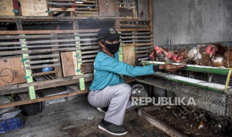 Para peternak yang tergabung dalam Perhimpunan Insan Perunggasan Rakyat (Pinsar) dan Gabungan Organisasi Peternak Ayam Nasional (Gopan) sepakat untuk menaikkan harga ayam hidup mulai Rabu (3/2). Kenaikan itu disepakati demi menghindari potensi kerugian peternak yang telah dialami dalam dua tahun terakhir.