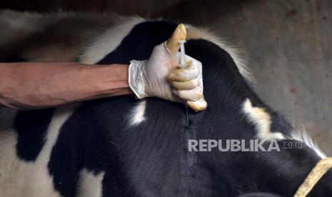 Veteriner Dinas Pertanian, Pangan, dan Perikanan Kabupaten Sleman melakukan vaksinasi penyakit PMK ke ternak warga di Cangkringan, Sleman, Yogyakarta, Selasa (28/6/2022). Pemprov DIY percepat vaksinasi hewan ternak seiring dengan tembusnya 7.000 kasus PMK.