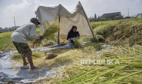 Petani merontokkan padi di lahan persawahan 