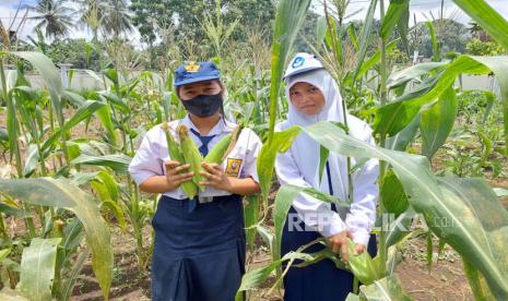 Sekolah mitra Tanoto Foundation, SMPN 1 Sekolah Darat, memberdayakan kebun sekolah sebagai media pembelajaran.