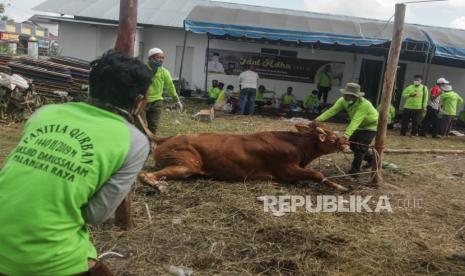 Panitia Kurban memegang sapi yang akan disembelih 