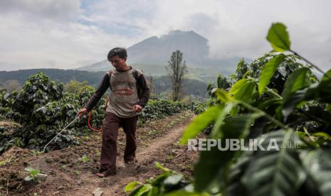 Abu Vulkanis Gunung Sinabung Berdampak pada 8 Desa. Seorang petani bekerja di ladangnya karena Gunung Sinabung terlihat di latar belakang di Karo, Sumatera Utara, Indonesia, 03 Maret 2021. Gunung Sinabung, salah satu gunung berapi teraktif di Indonesia, meletus pada 02 Maret, memuntahkan material vulkanik setinggi 5.000 meter di udara. Indonesia berada di Cincin Api Pasifik, yang menyumbang 80 persen aktivitas seismik dunia.