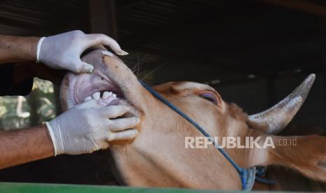 Petugas memeriksa kesehatan hewan kurban milik peternak yang akan dijual (ilustrasi). Pemerintah Provinsi Kepulauan Bangka Belitung mewajibkan masyarakat membeli hewan kurban dari peternak lokal, guna membantu petani setempat mengembangkan usaha peternakan sapi dan kambing di daerah itu.