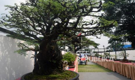 Petugas panitia melakukan persiapan dalam Buitenzorg Bonsai Festival 2022 di Alun-Alun Kota Bogor, Jawa Barat, Jumat (15/7/2022). Festival bonsai tingkat nasional yang diselenggarakan Perkumpulan Penggemar Bonsai Indonesia (PPBI) Kota Bogor yang diikuti 250 peserta dari berbagai daerah di Indonesia tersebut terbagi menjadi kelas prospek, pratama, madya dan utama serta berlangsung hingga tanggal 23 Juli 2022. 