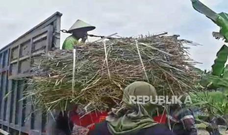 Warga bersama dengan relawan bergotong- royong mencari rumput untuk didonasikan kepada warga lain oemilik hewan ternak di sejumlah desa terdampak abu vulkanis gunung Merapi di wilayah Kecamatan Dukun, Kabupaten Magelang, Rabu (15/3).