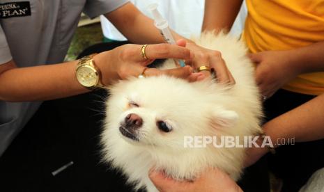 (ILUSTRASI) Vaksinasi rabies terhadap anjing.