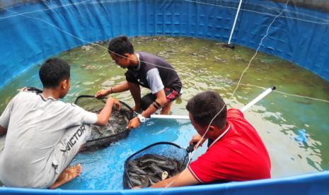 Panen Lele: Ajarkan Kemandirian Siswa, Agroedu Panen Lele Bioflok