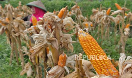 Petani memanen jagung di persawahan Desa Ngadirejo, Temanggung, Jawa Tengah,  Rabu (24/1/2024). Pedagang menuturkan sejak dua bulan terakhir harga jagung pipilan kering mengalami kenaikan dari Ro4.000 per kilogram menjadi Rp7.900 per kilogram di tingkat petani, yang disebabkan anomali cuaca sehingga hasil panen kurang maksimal.  