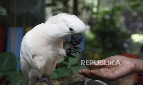 Petugas memberi makan satwa burung kakak tua putih (Cacatua alba) di Taman Satwa Taru Jurug (TSTJ) di Solo, Jawa Tengah, Ahad (22/5/2022). Tanggal 22 Mei diperingati sebagai Hari Keanekaragaman Hayati Internasional atau Biodiversity yang disepakati Perserikatan Bangsa-Bangsa (PBB) untuk meningkatkan pemahaman dan kesadaran masyarakat terkait isu keanekaragaman hayati di bumi. 