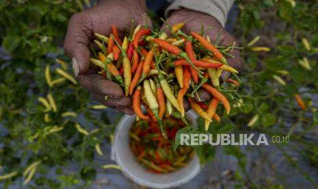 Petani menunjukkan cabai rawit yang baru saja dipanennya. 