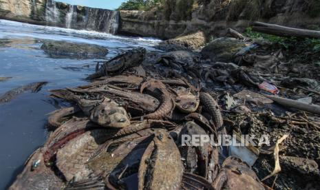 Bangkai ikan sapu-sapu (Pterygoplichthys pardalis) tergeletak di pinggir Sungai Cileungsi, kawasan Ciangsana, Gunung Putri, Kabupaten Bogor, Jawa Barat, Selasa (12/9/2023). Menurut Komunitas Peduli Sungai Cileungsi-Cikeas (KP2C) pencemaran Sungai Cileungsi sudah berlangsung lebih dari tujuh tahun, pengawasan dan pembinaan yang dilakukan oleh pemerintah selama ini ternyata tidak efektif karena pencemaran yang diduga dari limbah industri selalu terjadi dan berulang. 