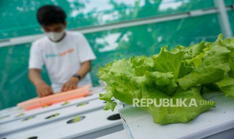 Pekerja memetik sayur selada hasil panen sistem hidroponik di Sayoor Farm, Bojong, Kabupaten Pekalongan, Jawa Tengah, Ahad (12/9/2021). Menurut produsen sayur, dalam sebulan mampu panen sayur selada sebanyak 260-300 kilogram dengan harga jual sekitar Rp25 ribu per kilogram dan omzet sebanyak Rp7,5 juta per bulan dan pemasaran ke rumah makan hingga hotel. 