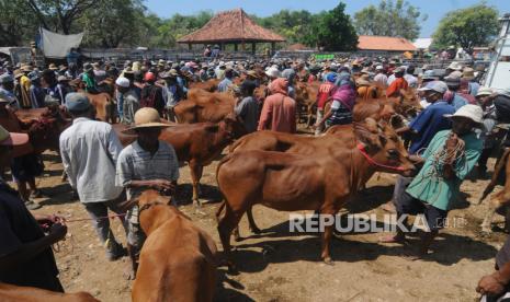 Pemkab Pamekasan Kirim Sampel Darah Sapi ke BBV (ilustrasi).