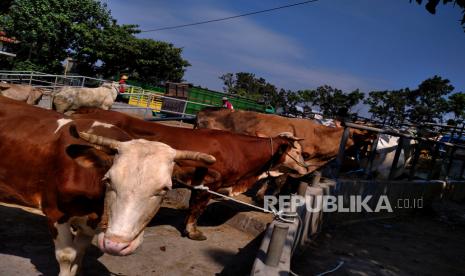 Sapi ditambatkan peternak untuk dijual di Pasar Ternak 