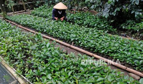 Pembudidaya kopi Arabika Rinto (37) merawat bibit kopi Arabika di pekarangan rumahnya kawasan lereng gunung Sumbing Dusun Pengkol, Ngawonggo, Kaliangkrik, Magelang, Jateng. Kementerian Pertanian terus mendorong penggunaan pupuk berimbang bagi petani. Konsep pemupukan secara efektif, berimbang, dan efisien ini bisa meningkatkan produksi pertanian secara optimal. Beberapa petani milenial pun telah beralih ke penerapan pemupukan tersebut.