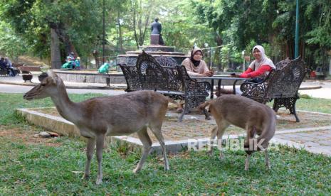 Warga mengamati rusa saat mengunjungi kawasan wisata Taman Balekambang di Solo, Jawa Tengah, Selasa (30/8/2022). 