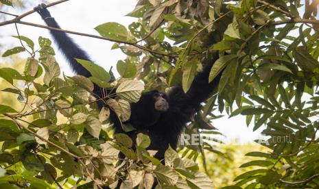 Personel TNI Serahkan Seekor Siamang ke BKSDA Sumbar (ilustrasi).