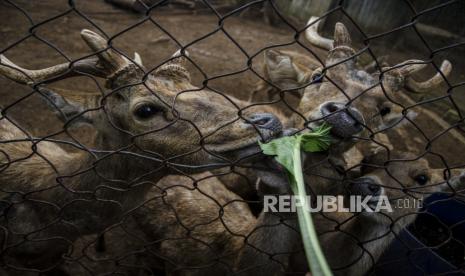 Badung Zoo (ilustrasi)