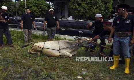 Peserta mengikuti pelatihan penyembelihan hewan qurban di Masjid Nurul Iman Perum Widya Asri, Kota Serang, Banten, Ahad (26/5/2024). Pelatihan yang digelar perkumpulan juru sembelih halal tersebut diikuti 65 orang pengurus masjid dan panitia qurban dari berbagai daerah. 