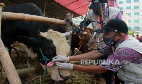 Pemkab Pamekasan Bentuk Tim Khusus Pemeriksaan Hewan Qurban (ilustrasi).