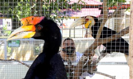 Petugas memeriksa kondisi kesehatan burung rangkong yang merupakan hewan dilindungi