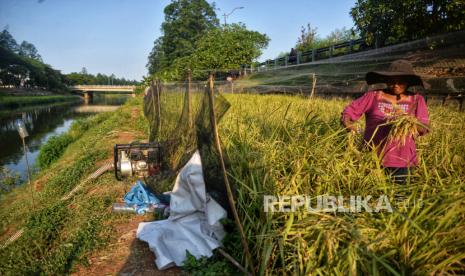 Menteri Koordinator Bidang Pangan, Zulkifli Hasan (Zulhas), mengapresiasi kinerja berbagai pihak dalam mewujudkan swasembada pangan. (ilustrasi)