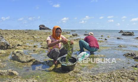 Sejumlah warga mencari rumput laut saat air surut di pinggiran Pantai Seger, Desa Kuta, Kecamatan Pujut, Praya, Lombok Tengah, NTB, Ahad (19/9). Nilai ekspor rumput laut terus mengalami peningkatan dari tahun ke tahun.