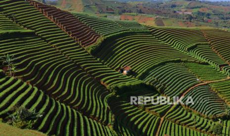 Pemandangan alam di objek wisata Terasering Panyaweuyan, Argapura, Majalengka, Jawa Barat, Rabu (17/4/2024). Terasering Panyaweueyan merupakan agrowisata yang menawarkan pesona keindahan alam. Destinasi wisata di ketinggian 2000 mdpl ini terletak di salah satu lereng Gunung Ciremai. Kawasan wisata Panyaweuyan menyuguhkan hamparan pemandangan hijau di area perbukitan yang disusun secara berundak-undak dan tertata rapi. Pemandangan indah tersebut berasal dari tanaman perkebunan masyarakat seperti daun bawang, bawang merah, dan berbagai jenis sayuran.