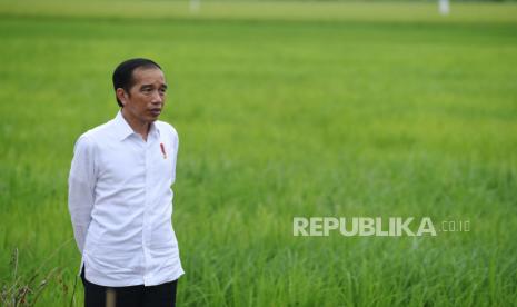 Presiden Joko Widodo meninjau lahan yang akan dijadikan Food Estate atau lumbung pangan baru di Kapuas, Kalimantan Tengah. Kesadaran petani Kabupaten Kapuas, Provinsi Kalimantan Tengah (Kalteng) masih rendah pada percepatan olah lahan dan tanam untuk Food Estate Kalteng. Alasannya sebagian petani masih berorientasi varietas padi lokal.