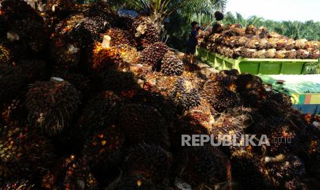 Pekerja membongkar muat Tandan Buah Segar (TBS) kelapa sawit ke atas truk di Mamuju Tengah , Sulawesi Barat, Rabu (11/08). Program Peremajaan Sawit Rakyat (PSR) merupakan salah satu Program Strategis Nasional sebagai upaya Pemerintah meningkatkan produktivitas tanaman perkebunan kelapa sawit, dengan menjaga luasan lahan. 