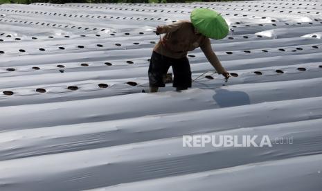 Petani membuat media mulsa plastik hitam perak (MPHP) untuk bercocok tanam di Ciomas, Kabupaten Bogor, Jawa Barat, Selasa (23/2/2021). Kementerian Pertanian menggandeng Bank Syariah Indonesia (BSI) dan sejumlah off taker (penjamin pembelian hasil panen petani) dalam rangka percepatan realisasi Kredit Usaha Rakyat (KUR) sektor pertanian yang ditargetkan mencapai Rp70 triliun. 