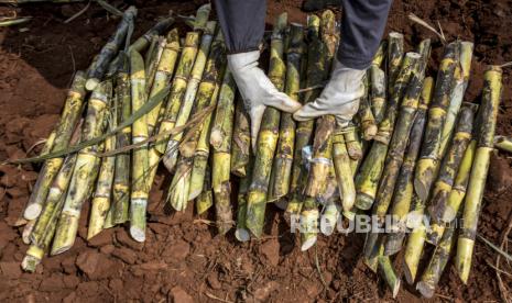 Petani mengambil benih tebu di areal perkebunan di Desa Pasirbungur, Kecamatan Purwadadi, Kabupaten Subang, Jumat (29/7/2022).