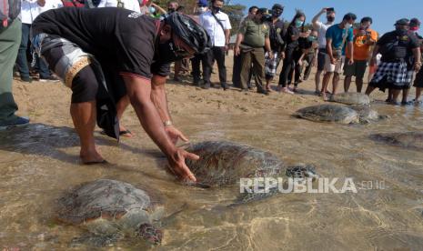 Anggota Pecalang atau petugas pengamanan adat Bali melepaskan penyu hijau (Chelonia mydas) di Pantai Sindhu, Sanur, Denpasar, Bali, Selasa (11/8/2020). BKSDA Bali, Ditreskrimsus Polda Bali dan para pemerhati satwa dilindungi melepasliarkan delapan ekor penyu hijau hasil sitaan dan 200 ekor tukik hasil penangkaran sebagai upaya penyelamatan satwa yang dilindungi tersebut. 