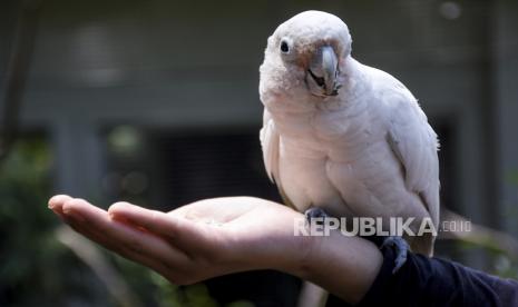 Saat Salam Park Dibanjiri Pengunjung Karena Burung Langka. Foto: Burung Kakatua (Ilustrasi)