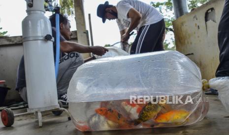 Pembudidaya memilah ikan koi di Desa Sindangrasa, Kabupaten Ciamis, Jawa Barat, Rabu (6/10/2021). Selama masa pandemi COVID-19, penjualan ikan koi yang dipasarkan ke berbagai daerah di Jabar mengalami peningkatan, omset para pembudidaya mencapai Rp10 juta per bulan dengan harga jual per ekor dibanderol Rp15 ribu hingga Rp25 ribu, tergantung ukuran dan motif. 