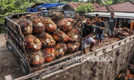 Pekerja memindahkan buah sawit yang baru dipanen dari truk kecil ke truk yang lebih besar di perkebunan kelapa sawit di Deli Serdang, Sumatera Utara, Indonesia, 23 Mei 2022. Direktur Pemasaran Holding PTPN III (Persero) Dwi Sutoro mengatakan pengembangan tata niaga komoditi crude palm oil (CPO) atau minyak sawit nasional dapat dimulai dengan pembentukan bursa komoditi CPO. 