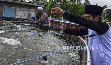 Peternak memberi pakan ikan nila di kolam sistem budidaya (ilustrasi)