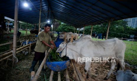 Peternak memberikan pakan hewan kurban di tempat penjualan hewan kurban (ilustrasi)