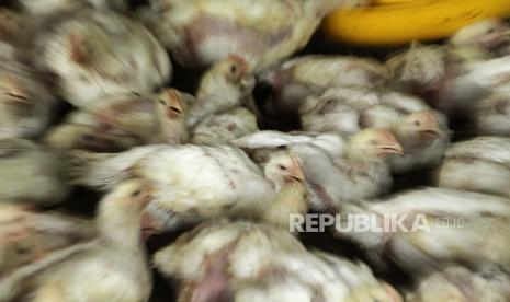 Sejumlah ayam broiler yang berada di peternakan.