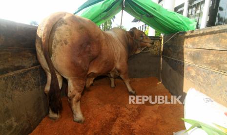 Seekor sapi jenis cross simmental yang dibeli Presiden Joko Widodo untuk kurban berada di dalam truk usai serah terima ke Pemerintah Kabupaten Mempawah di Kantor Gubernur Kalbar di Pontianak, Kalimantan Barat, Selasa (28/7/2020). Presiden Joko Widodo membeli sapi jenis cross simental seberat 1,1 ton untuk disembelih pada Hari Raya Idul Adha 1441 Hijriah di Masjid Nurul Jannah Segedong, Kabupaten Mempawah, Kalbar. 