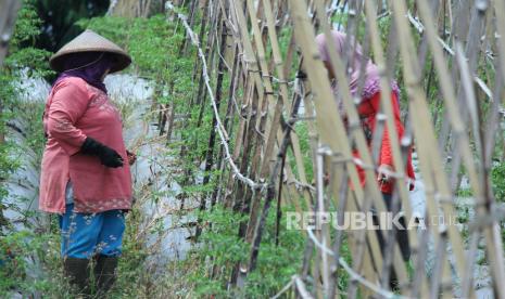 Kontak Tani dan Nelayan Andalan (KTNA) meyakini sektor pertanian akan menjadi tulang punggung ekonomi Indonesia di masa pandemi. Ketua Umum KTNA Winarno Tohir menilai perlunya keberpihakan dan bantuan agar sektor pertanian tetap terjaga selama masa pandemi. 