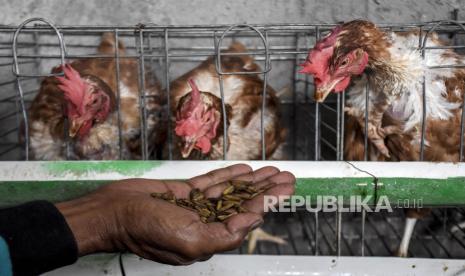 Para peternak ayam broiler kembali mengeluhkan anjloknya harga yang terjadi dalam sepekan terakhir. Di satu sisi, terdapat kenaikan harga bibit ayam atau day old chicken dalam dua bulan terakhir. Dikhawatirkan iklim usaha budidaya ternak unggas semakin menyusut.