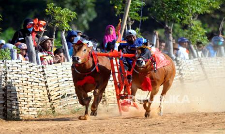 Joki memacu sapi saat lomba karapan sapi se-Madura di Lapangan Murtajih Pamekasan, Jawa Timur, Ahad (23/8/2020). Kejuaraan yang diikuti lebih dari 80 pasang sapi itu, sekaligus sebagai ajang pemanasan menjelang ajang karapan sapi yang memperebutkan Piala Presiden pada November. Acara karapan sapi Piala Presiden ditunda hingga batas waktu yang belum ditentukan akibat pandemi Covid-19. 